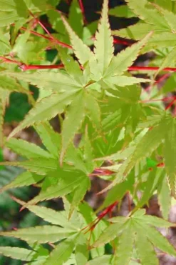 Japanese Sunrise Japanese Maple - 3 Gallon Pot 8 Japanese Sunrise Japanese Maple - 3 Gallon Pot -Garden & Outdoors Japanese Maple Japanese Sunrise Spring 500x700 1