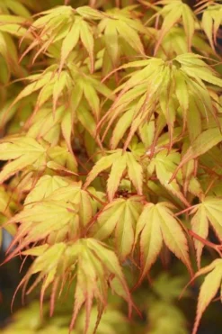 Katsura Japanese Maple - 3 Gallon Pot 10 Katsura Japanese Maple - 3 Gallon Pot -Garden & Outdoors Japanese Maple Katsura 1