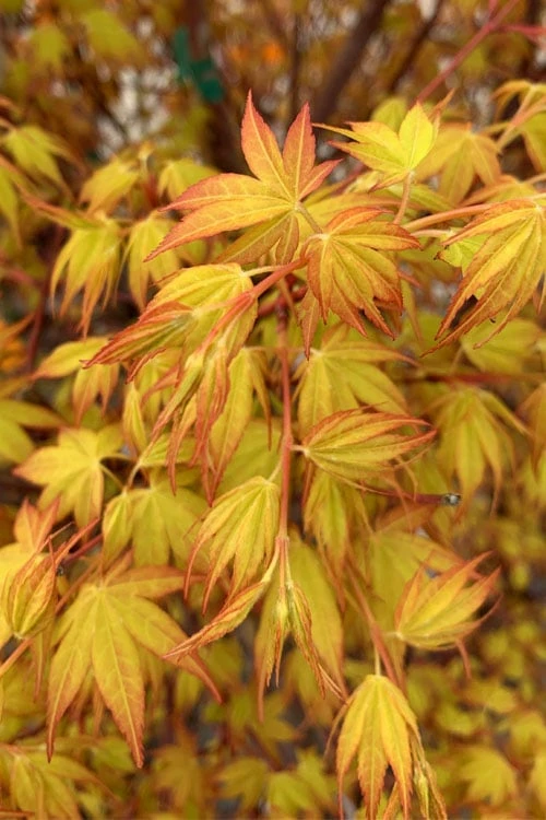 Katsura Japanese Maple - 3 Gallon Pot 6 Katsura Japanese Maple - 3 Gallon Pot - Image 6