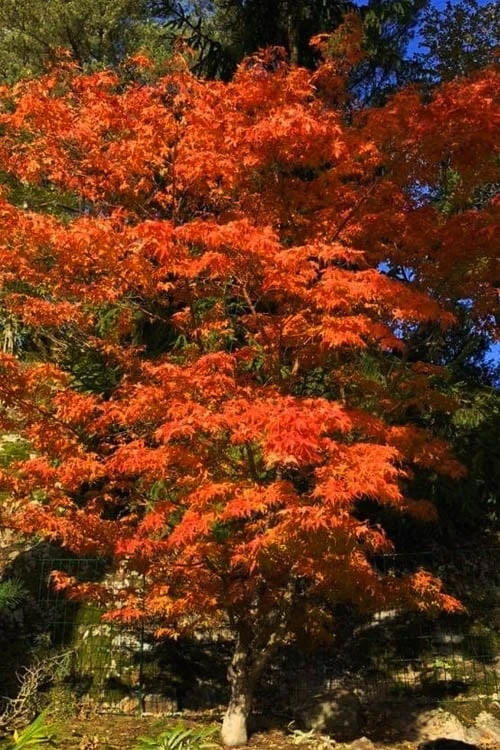 Katsura Japanese Maple - 3 Gallon Pot 4 Katsura Japanese Maple - 3 Gallon Pot - Image 4