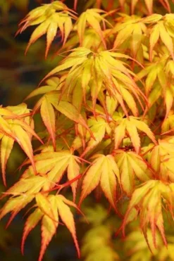 Katsura Japanese Maple - 3 Gallon Pot