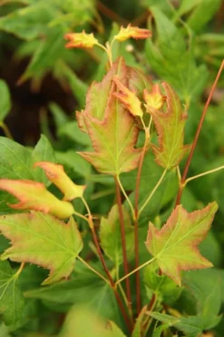 Mitsuba Yama Japanese Maple - 5 Gallon Pot 8 Mitsuba Yama Japanese Maple - 5 Gallon Pot -Garden & Outdoors Japanese Maple Mitsuba Yama 1