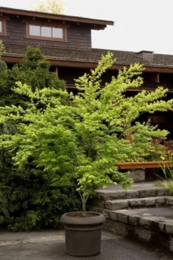 Mitsuba Yama Japanese Maple - 5 Gallon Pot 9 Mitsuba Yama Japanese Maple - 5 Gallon Pot -Garden & Outdoors Japanese Maple Mitsuba Yama 3