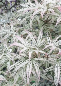 Ukigumo Floating Cloud Ghost Japanese Maple - 3 Gallon Pot (3-3.5') 13 Ukigumo Floating Cloud Ghost Japanese Maple - 3 Gallon Pot (3-3.5') -Garden & Outdoors Japanese Maple Okigumo 7