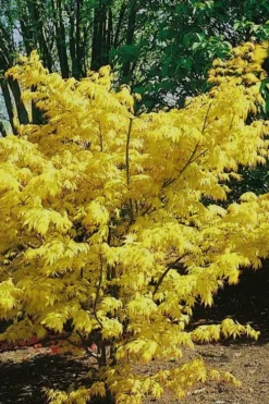 Orange Dream Japanese Maple - 3 Gallon Pot -Garden & Outdoors Japanese Maple Orange Dream 10