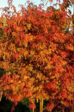Orange Flame Japanese Maple - 2 Gallon Pot -Garden & Outdoors Japanese Maple Orange Flame 12