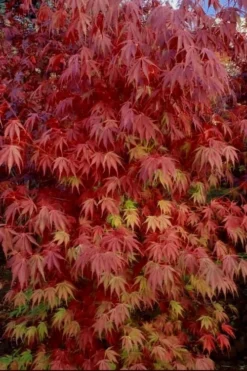 Orange Flame Japanese Maple - 5 Gallon Pot -Garden & Outdoors Japanese Maple Orange Flame 13 1