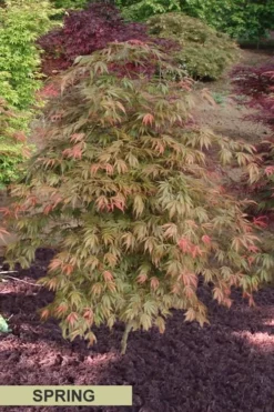 Orange Flame Japanese Maple - 5 Gallon Pot -Garden & Outdoors Japanese Maple Orange Flame Spring Color 1