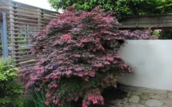Oregon Sunset Japanese Maple (Acer Palmatum) - 2 Gallon Pot 12 Oregon Sunset Japanese Maple (Acer Palmatum) - 2 Gallon Pot -Garden & Outdoors Japanese Maple Oregon Sunset 1