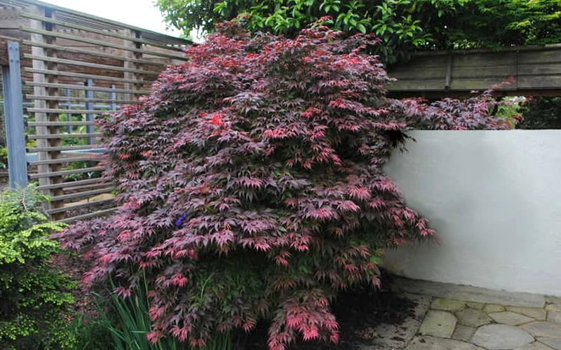 Oregon Sunset Japanese Maple (Acer Palmatum) - 2 Gallon Pot 6 Oregon Sunset Japanese Maple (Acer Palmatum) - 2 Gallon Pot - Image 6