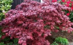 Oregon Sunset Japanese Maple (Acer Palmatum) - 2 Gallon Pot 10 Oregon Sunset Japanese Maple (Acer Palmatum) - 2 Gallon Pot -Garden & Outdoors Japanese Maple Oregon Sunset 4
