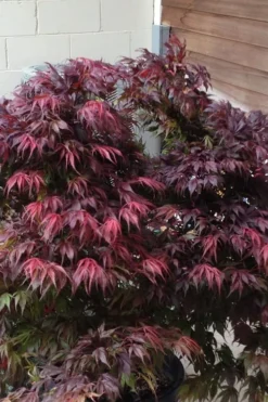 Oregon Sunset Japanese Maple (Acer Palmatum) - 2 Gallon Pot 13 Oregon Sunset Japanese Maple (Acer Palmatum) - 2 Gallon Pot -Garden & Outdoors Japanese Maple Oregon Sunset 5