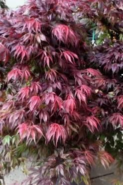 Oregon Sunset Japanese Maple (Acer Palmatum) - 2 Gallon Pot