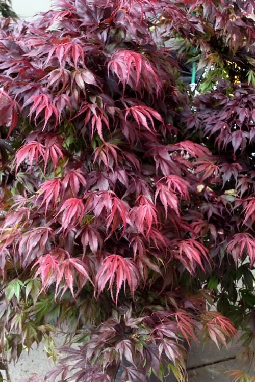 Oregon Sunset Japanese Maple (Acer Palmatum) - 2 Gallon Pot 1 Oregon Sunset Japanese Maple (Acer Palmatum) - 2 Gallon Pot