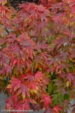 Oregon Sunset Japanese Maple (Acer Palmatum) - 2 Gallon Pot 11 Oregon Sunset Japanese Maple (Acer Palmatum) - 2 Gallon Pot -Garden & Outdoors Japanese Maple Oregon Sunset 9