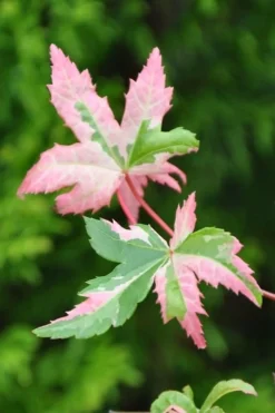Orido Nishiki Pink Variegated Japanese Maple - 5 Gallon Pot -Garden & Outdoors Japanese Maple Orido Nishiki 1
