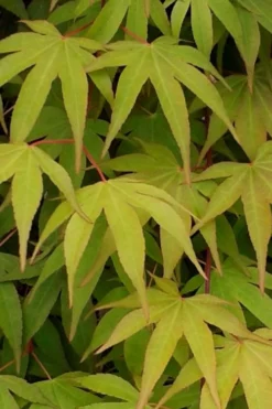 Osakazuki Japanese Maple - 3 Gallon Pot -Garden & Outdoors Japanese Maple Osakazuki 5