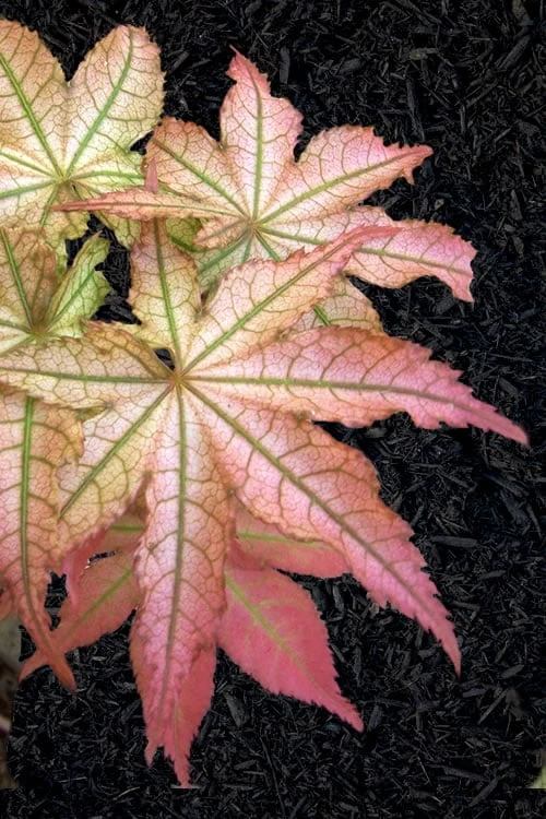 Peaches And Cream Japanese Maple - 1 Gallon Pot 1 Peaches And Cream Japanese Maple - 1 Gallon Pot