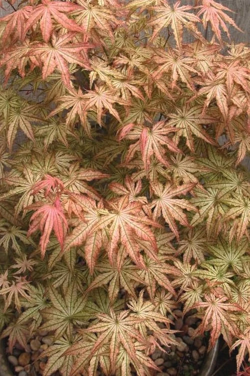 Peaches And Cream Japanese Maple - 1 Gallon Pot 5 Peaches And Cream Japanese Maple - 1 Gallon Pot - Image 5