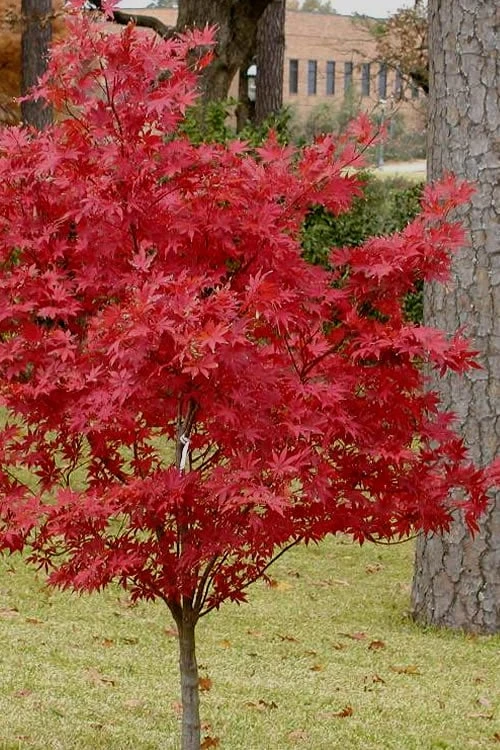 Pixie Dwarf Red Japanese Maple - 1 Gallon Pot 6 Pixie Dwarf Red Japanese Maple - 1 Gallon Pot - Image 6
