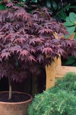 Pixie Dwarf Red Japanese Maple - 1 Gallon Pot 10 Pixie Dwarf Red Japanese Maple - 1 Gallon Pot -Garden & Outdoors Japanese Maple Pixie Dwarf 6