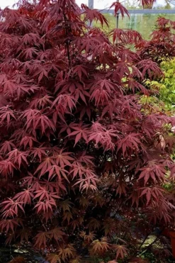 Pixie Dwarf Red Japanese Maple - 1 Gallon Pot 9 Pixie Dwarf Red Japanese Maple - 1 Gallon Pot -Garden & Outdoors Japanese Maple Pixie Dwarf 9