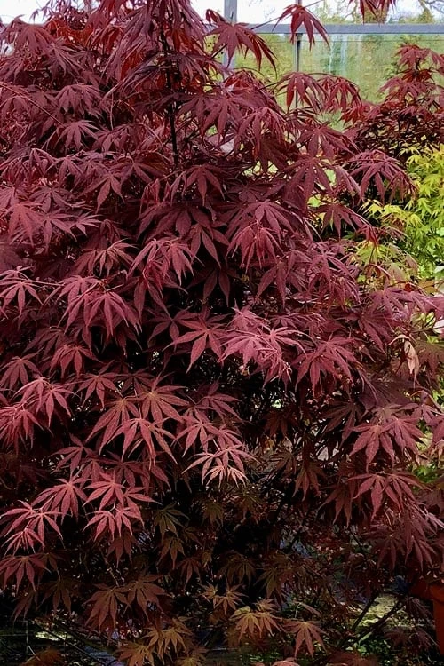 Pixie Dwarf Red Japanese Maple - 1 Gallon Pot 4 Pixie Dwarf Red Japanese Maple - 1 Gallon Pot - Image 4