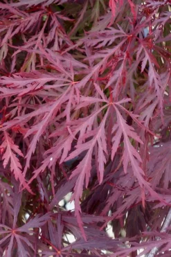 Red Dragon Dwarf Japanese Maple - 5 Gallon Pot -Garden & Outdoors Japanese Maple Red Dragon 11