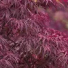 Red Dragon Dwarf Japanese Maple - 5 Gallon Pot