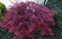 Red Dragon Dwarf Japanese Maple - 5 Gallon Pot -Garden & Outdoors Japanese Maple Red Dragon 21