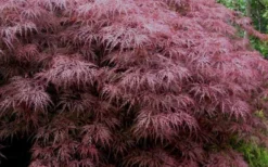 Red Dragon Dwarf Japanese Maple - 5 Gallon Pot -Garden & Outdoors Japanese Maple Red Dragon 3