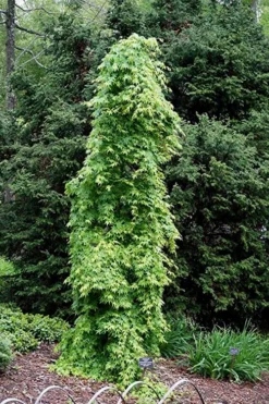 Ryusen Weeping Japanese Maple - 5 Gallon Pot -Garden & Outdoors Japanese Maple Ryusen 1