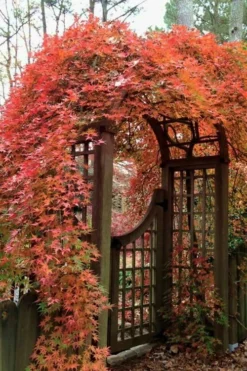 Ryusen Weeping Japanese Maple - 5 Gallon Pot -Garden & Outdoors Japanese Maple Ryusen 2