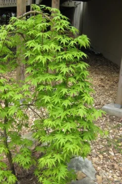 Ryusen Weeping Japanese Maple - 5 Gallon Pot -Garden & Outdoors Japanese Maple Ryusen 6