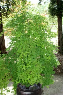 Ryusen Weeping Japanese Maple - 5 Gallon Pot -Garden & Outdoors Japanese Maple Ryusen 8