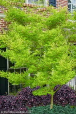 Seiryu Japanese Maple - 3 Gallon Pot -Garden & Outdoors Japanese Maple Seiryu 23