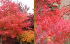 Seiryu Japanese Maple - 3 Gallon Pot -Garden & Outdoors Japanese Maple Seiryu Fall Color