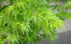 Seiryu Japanese Maple - 1 Gallon Pot -Garden & Outdoors Japanese Maple Seiryu Spring Color 1