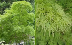 Seiryu Japanese Maple - 3 Gallon Pot -Garden & Outdoors Japanese Maple Seiryu Summer Color