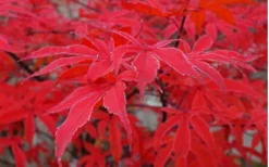 Shirazz Japanese Maple - 1 Gallon Pot -Garden & Outdoors Japanese Maple Shirazz 10 1