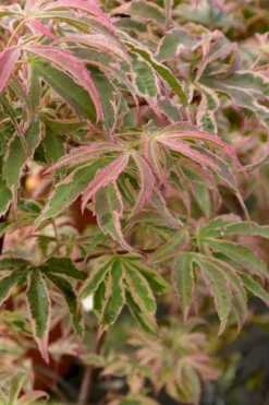 Shirazz Japanese Maple - 2 Gallon Pot -Garden & Outdoors Japanese Maple Shirazz 13