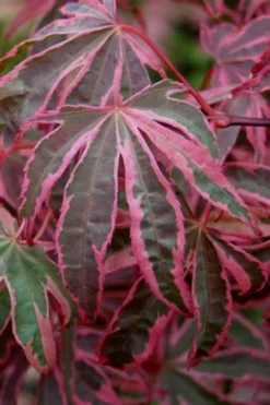 Shirazz Japanese Maple - 2 Gallon Pot -Garden & Outdoors Japanese Maple Shirazz 6