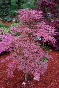 Shirazz Japanese Maple - 2 Gallon Pot -Garden & Outdoors Japanese Maple Shirazz 7