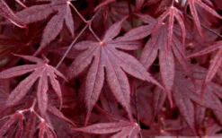 Bloodgood Red Leaf Japanese Maple - 2 Gallon Pot -Garden & Outdoors Japanese Maple Spring Foliage 1
