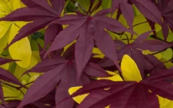 Bloodgood Red Leaf Japanese Maple - 2 Gallon Pot -Garden & Outdoors Japanese Maple Summer Color 1