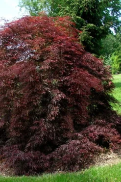 Tamukeyama Dwarf Red Japanese Maple - 5 Gallon Pot 11 Tamukeyama Dwarf Red Japanese Maple - 5 Gallon Pot -Garden & Outdoors Japanese Maple Tamukeyama 10