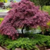 Tamukeyama Dwarf Red Japanese Maple - 5 Gallon Pot