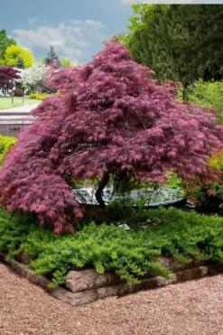 Tamukeyama Dwarf Red Japanese Maple - 5 Gallon Pot (High Grafted Tree Form) 11 Tamukeyama Dwarf Red Japanese Maple - 5 Gallon Pot (High Grafted Tree Form) -Garden & Outdoors Japanese Maple Tamukeyama 11 2