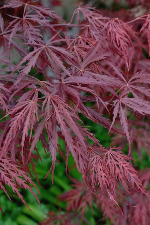 Tamukeyama Dwarf Red Japanese Maple - 5 Gallon Pot (High Grafted Tree Form) 4 Tamukeyama Dwarf Red Japanese Maple - 5 Gallon Pot (High Grafted Tree Form) - Image 4