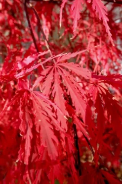 Tamukeyama Dwarf Red Japanese Maple - 5 Gallon Pot 13 Tamukeyama Dwarf Red Japanese Maple - 5 Gallon Pot -Garden & Outdoors Japanese Maple Tamukeyama 14